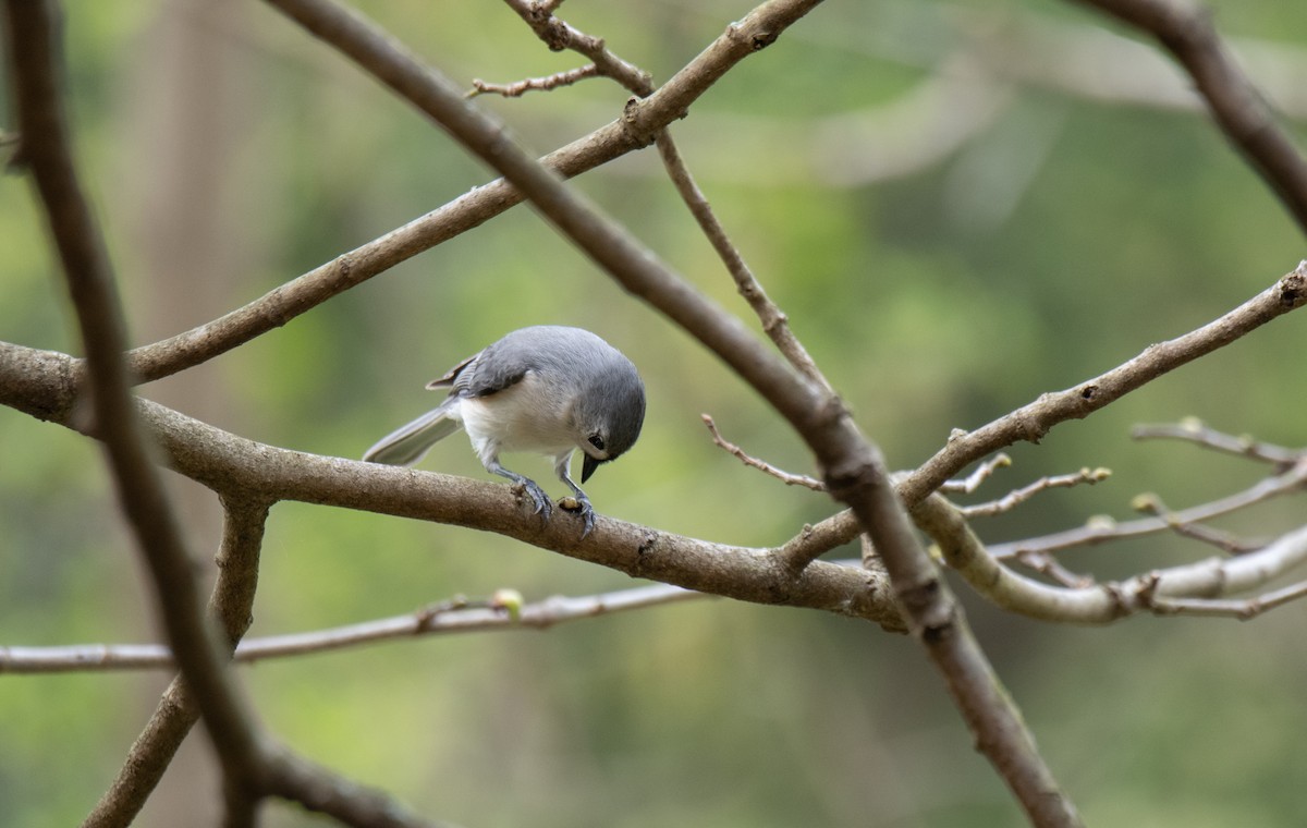 Tufted Titmouse - ML617540836