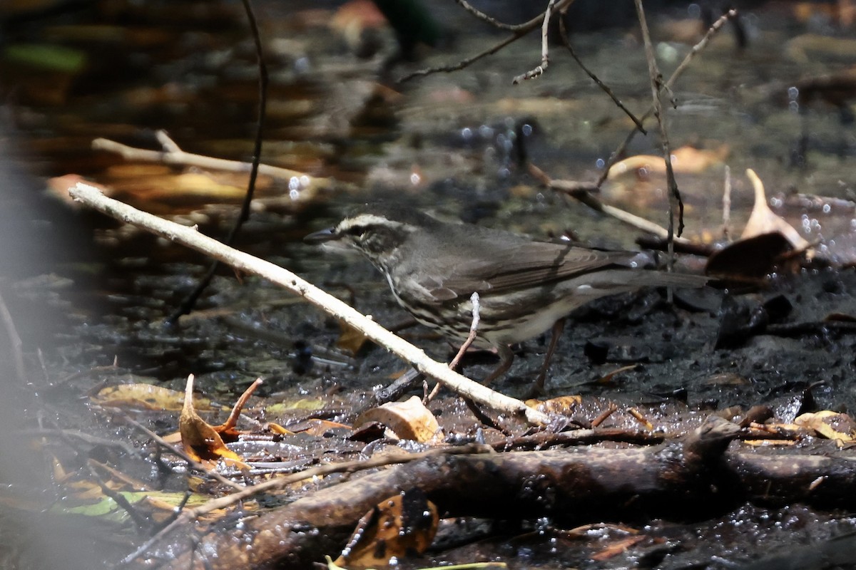 Northern Waterthrush - ML617540850