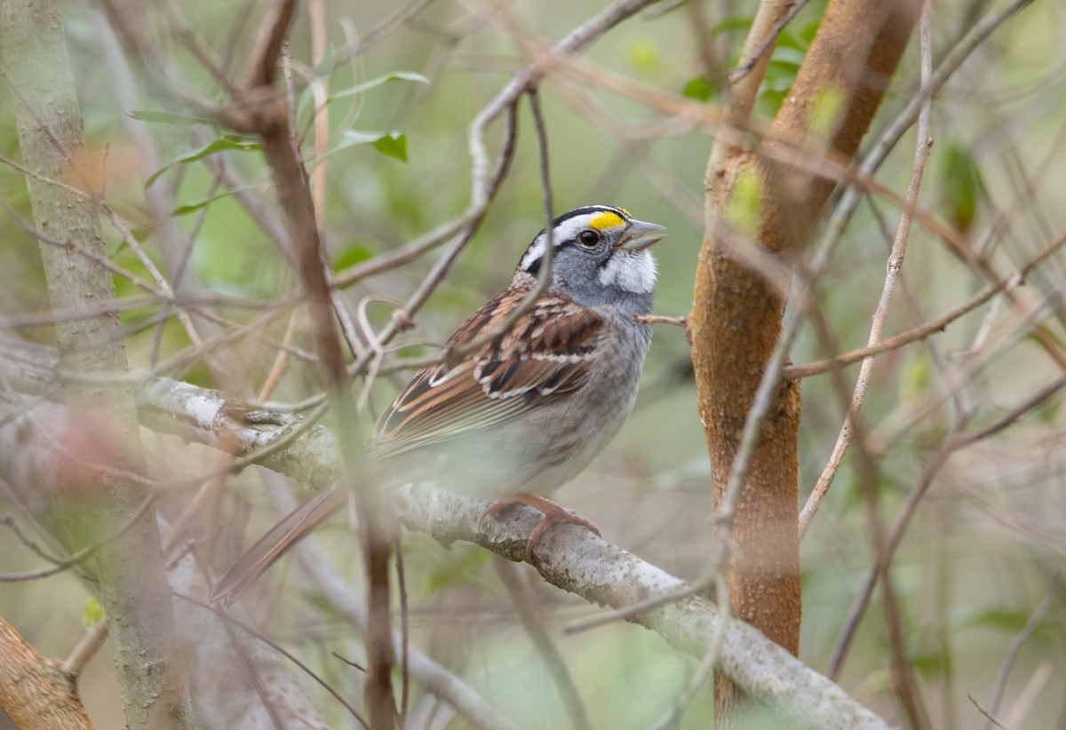 White-throated Sparrow - ML617540878