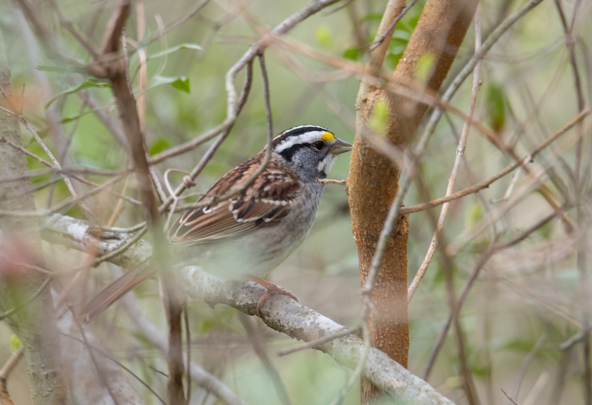 White-throated Sparrow - ML617540880