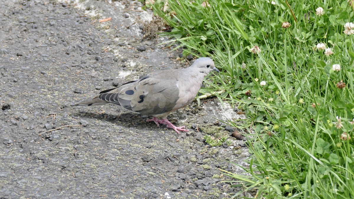 Eared Dove - ML617540911