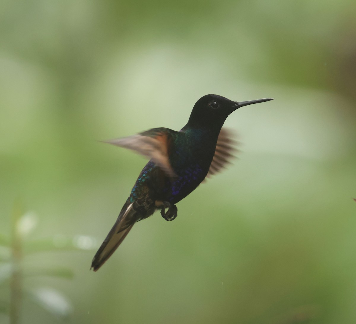 Colibrí Sietecolores - ML617540920