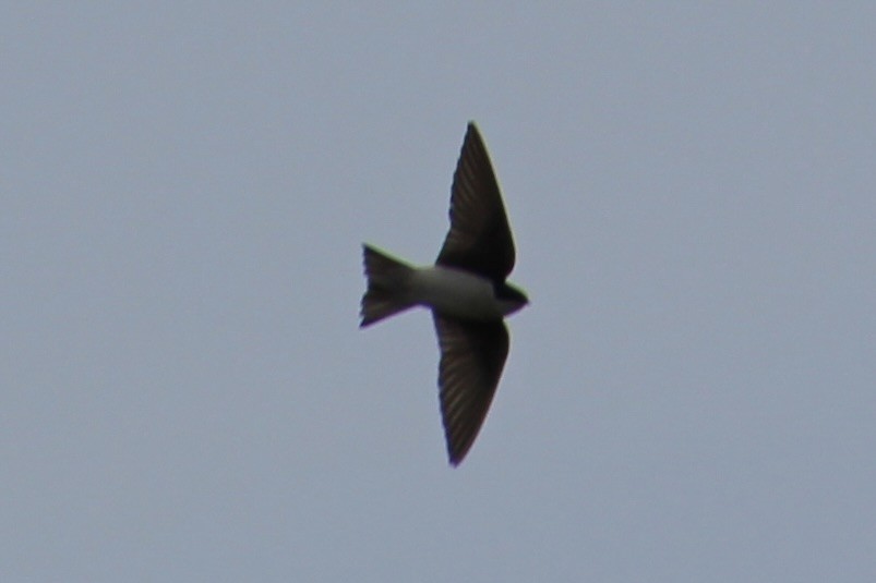 Tree Swallow - ML617540955