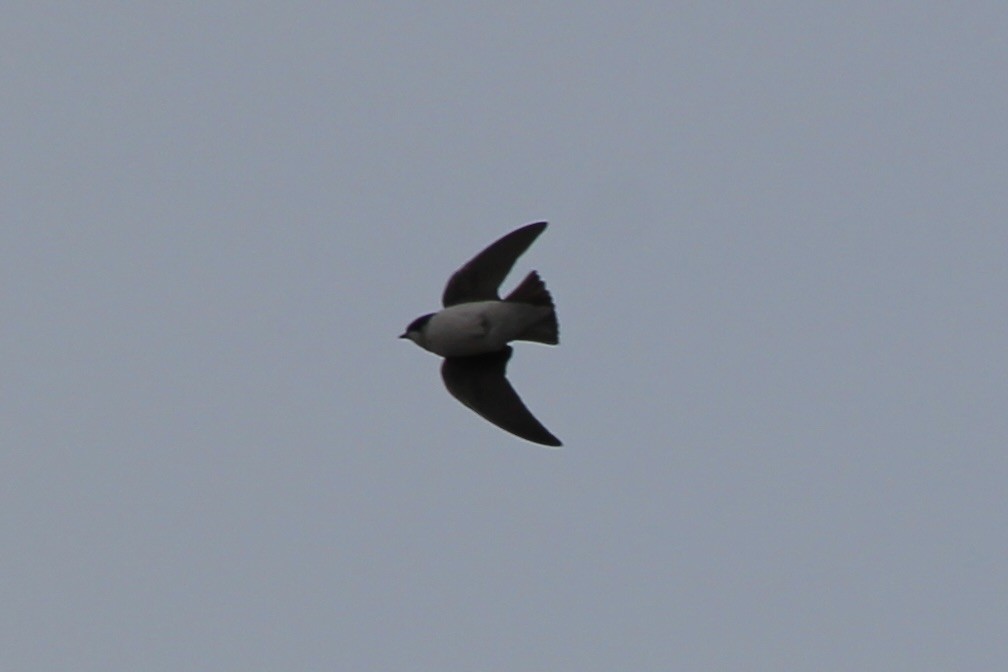 Tree Swallow - ML617540956