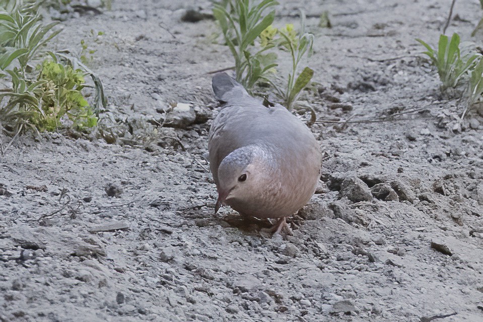 Common Ground Dove - ML617540989