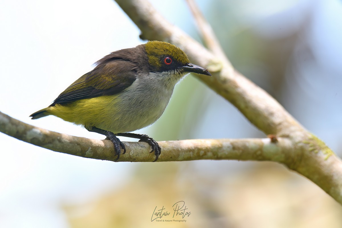 Olive-capped Flowerpecker - ML617540993