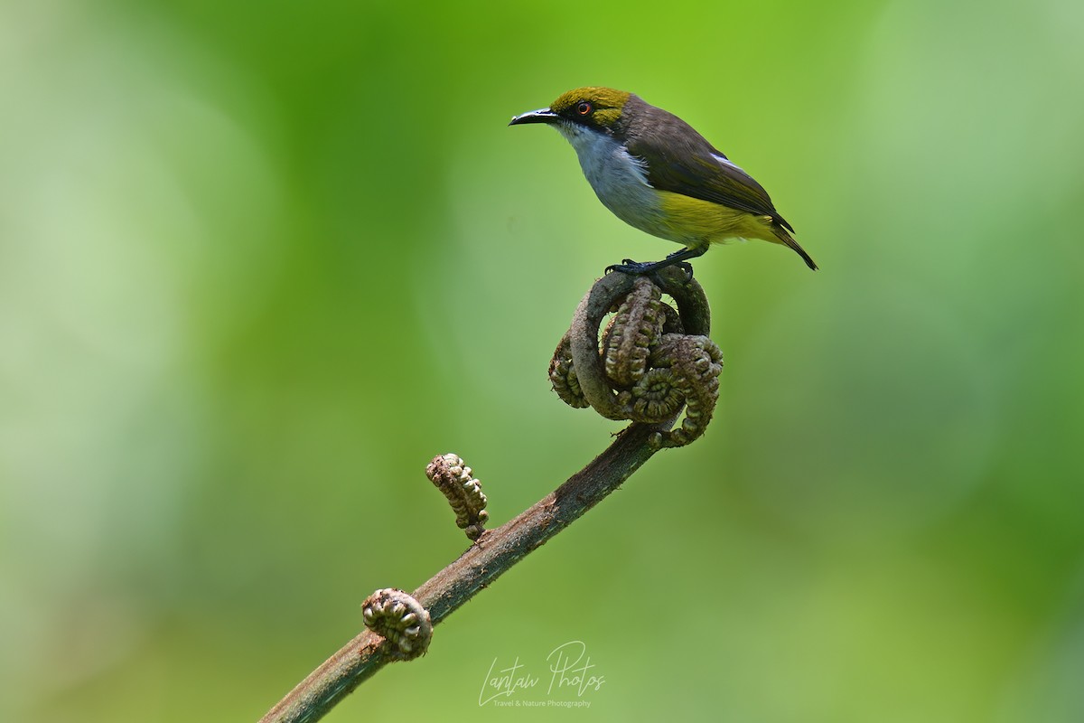 Olive-capped Flowerpecker - ML617540994