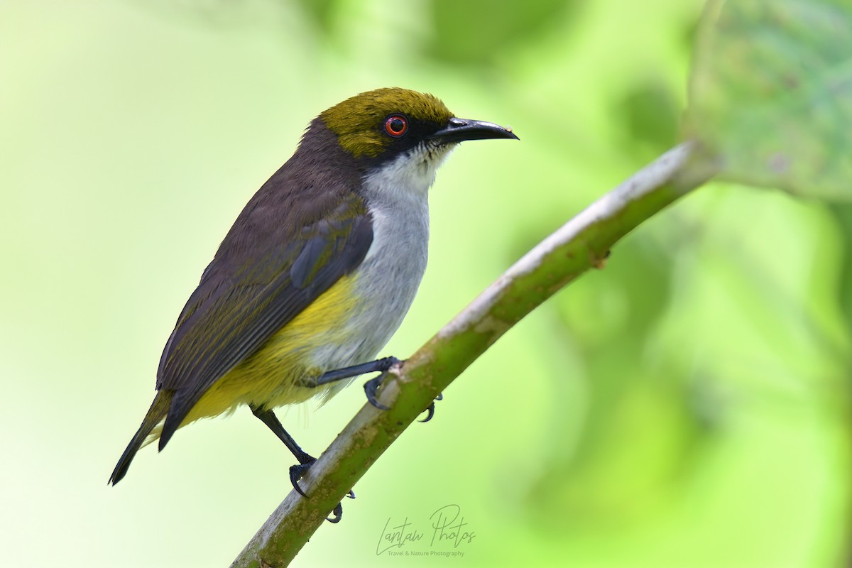 Olive-capped Flowerpecker - Allan Barredo