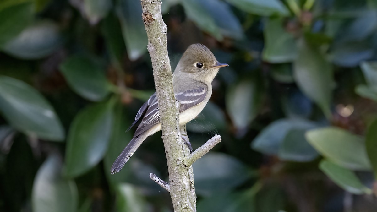 Western Flycatcher - ML617541003