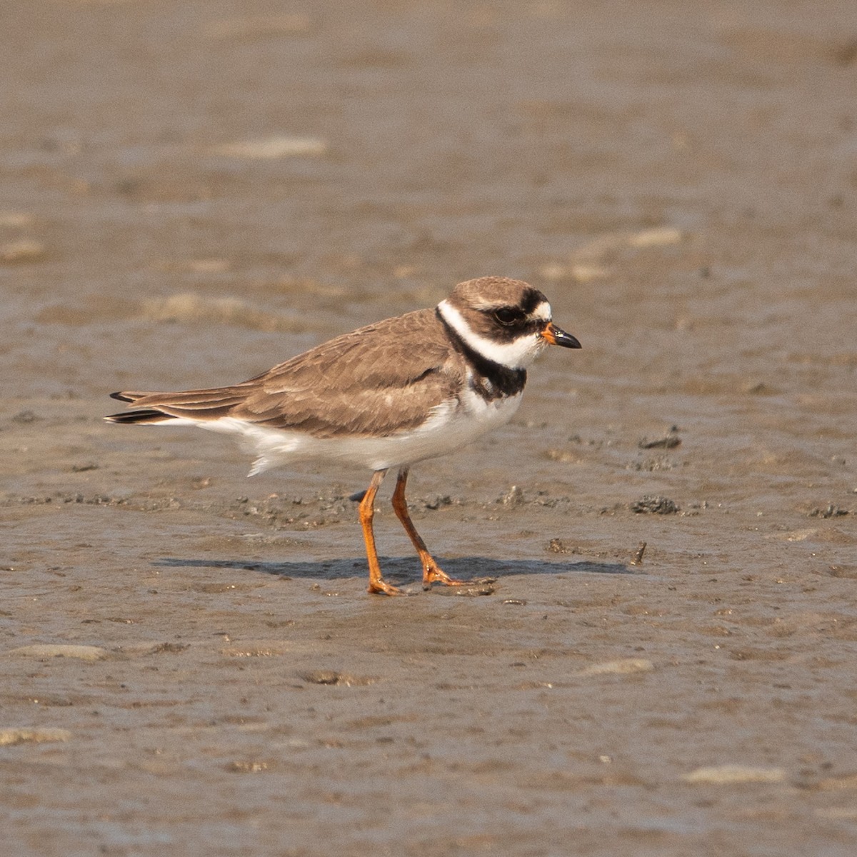 Semipalmated Plover - ML617541090