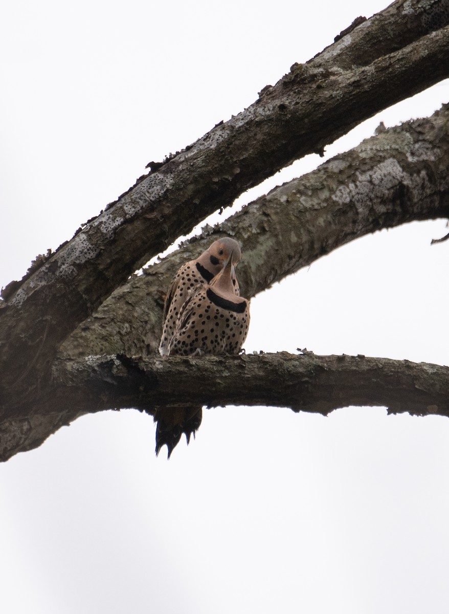 Northern Flicker - ML617541097