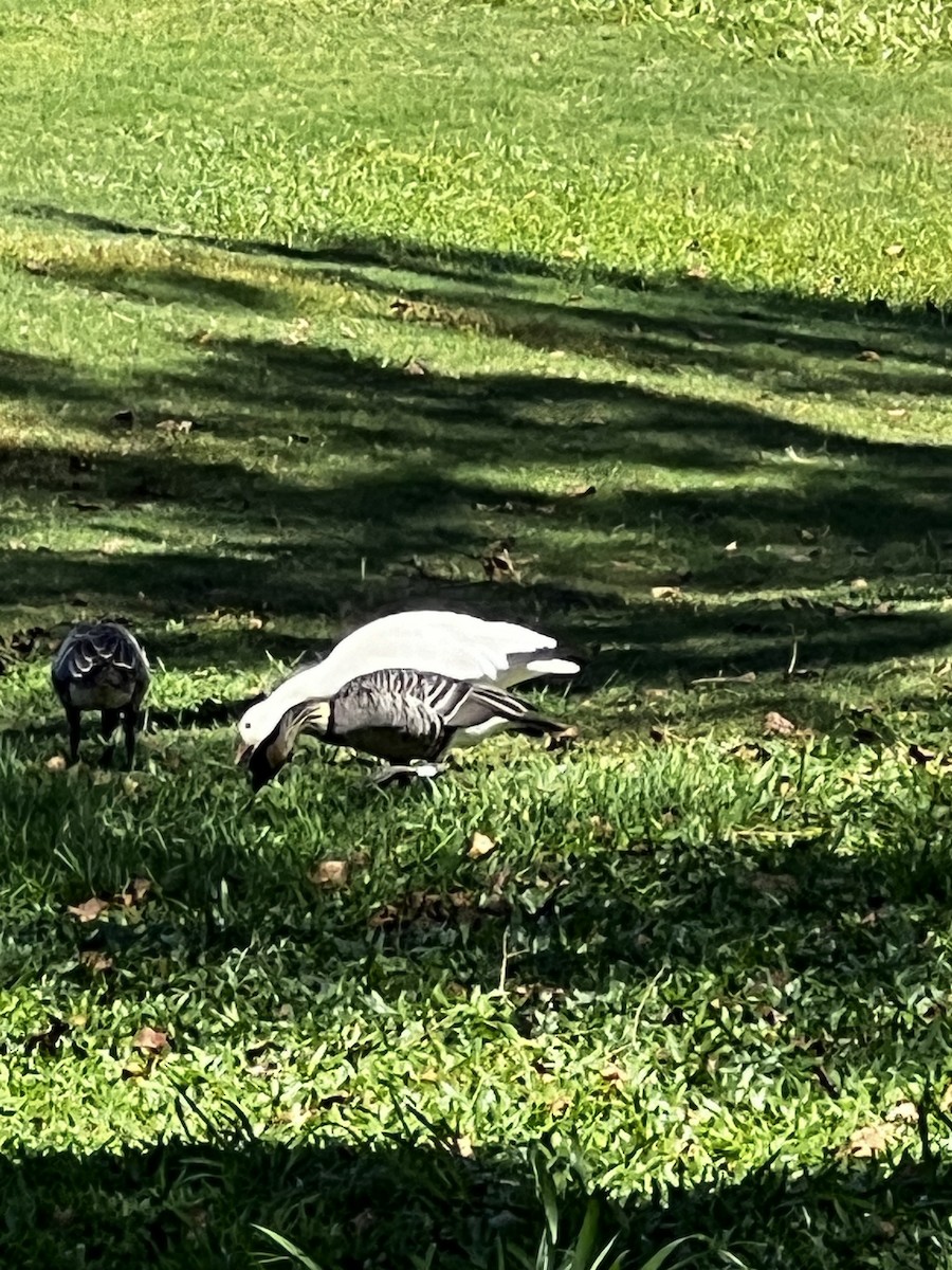 Snow Goose - Tim Ryan