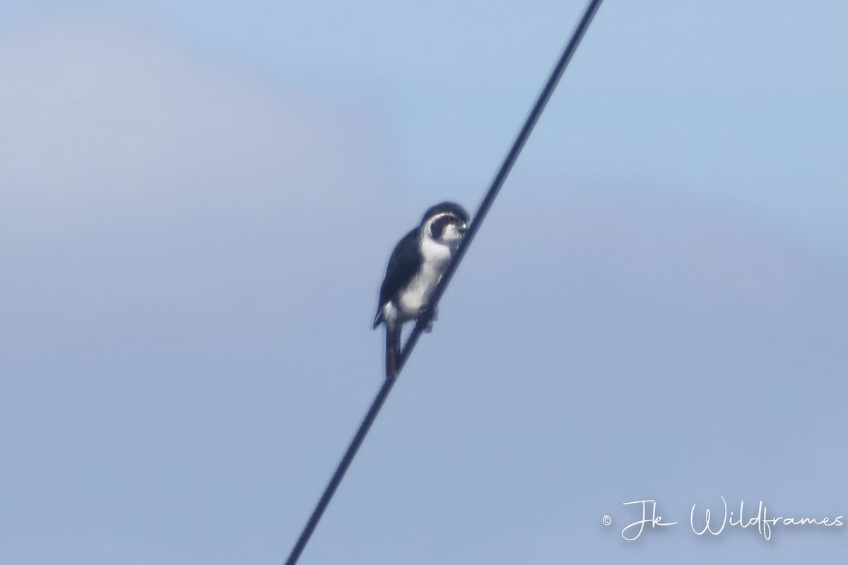 Pied Falconet - ML617541124