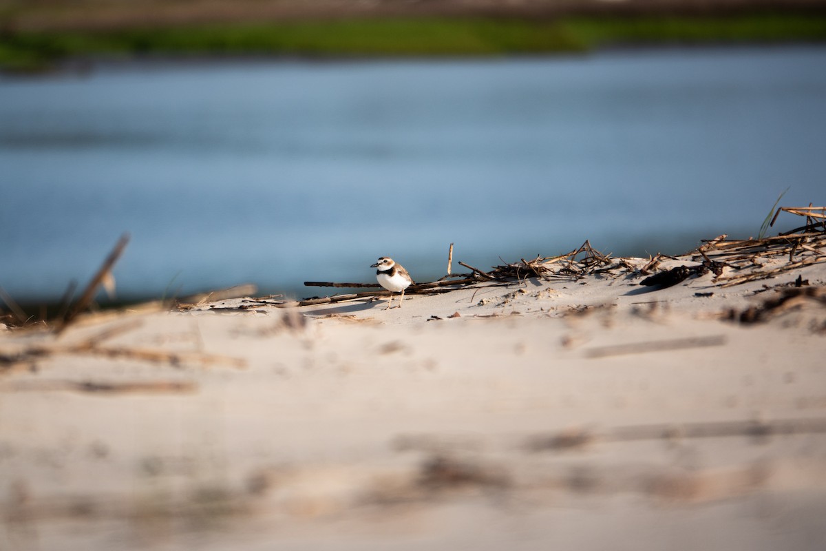 Wilson's Plover - ML617541174