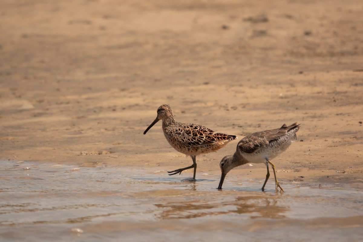 Short-billed Dowitcher - ML617541205