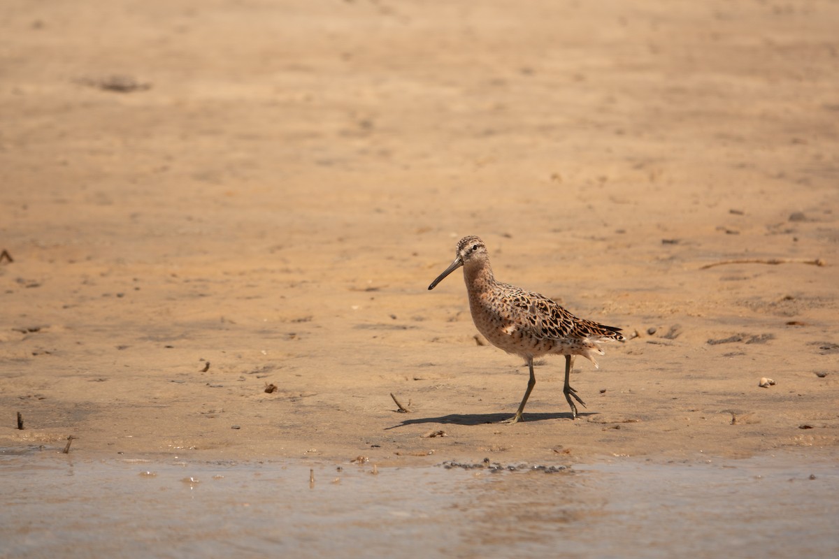 Short-billed Dowitcher - ML617541206