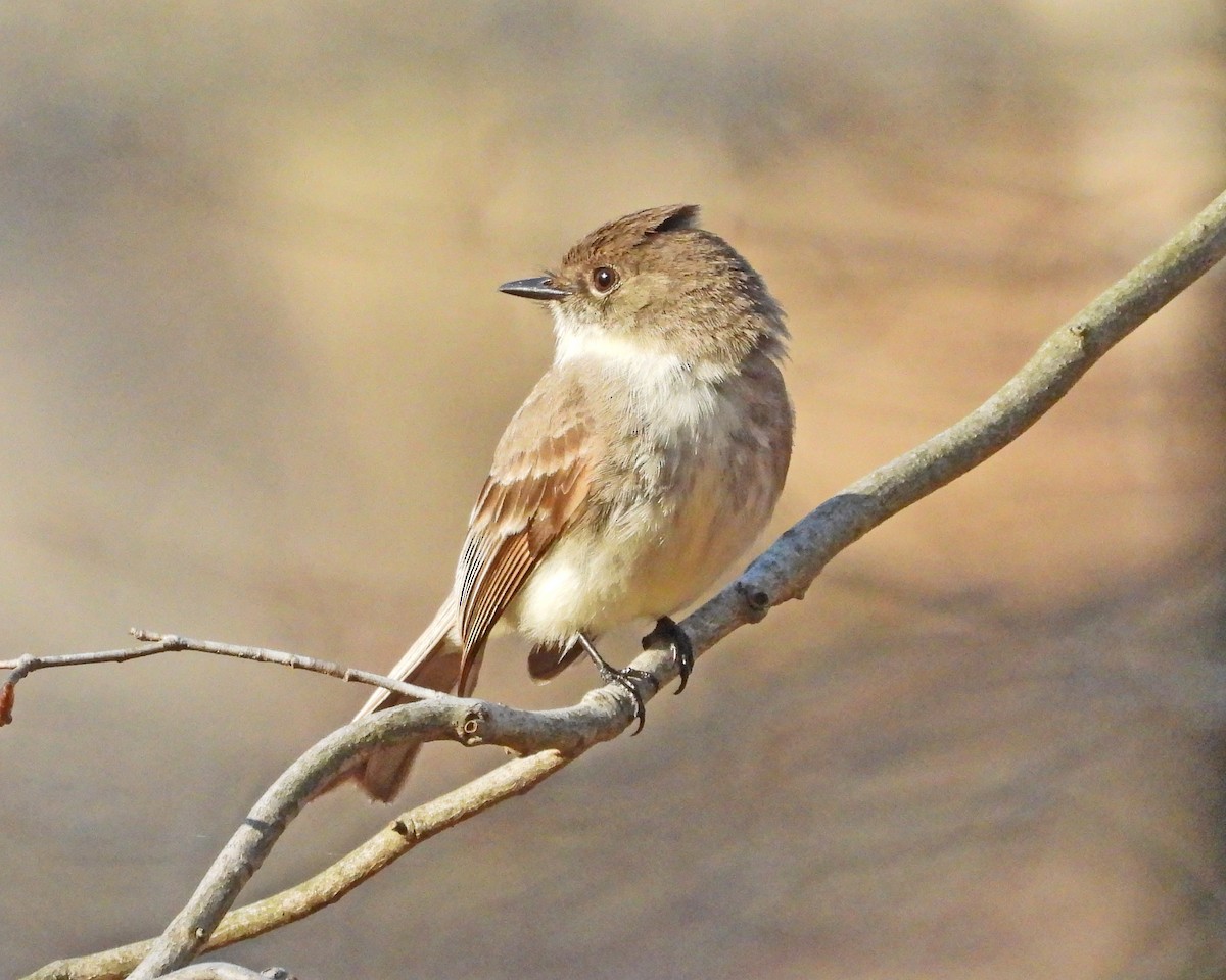 Eastern Phoebe - Aubrey Merrill