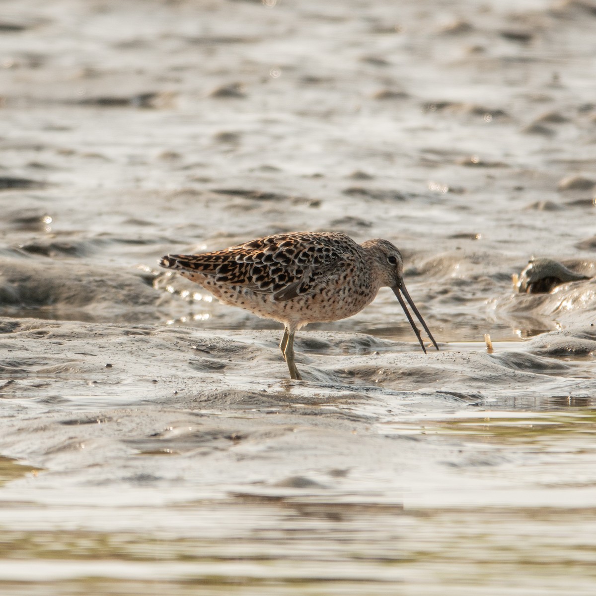 Short-billed Dowitcher - ML617541232