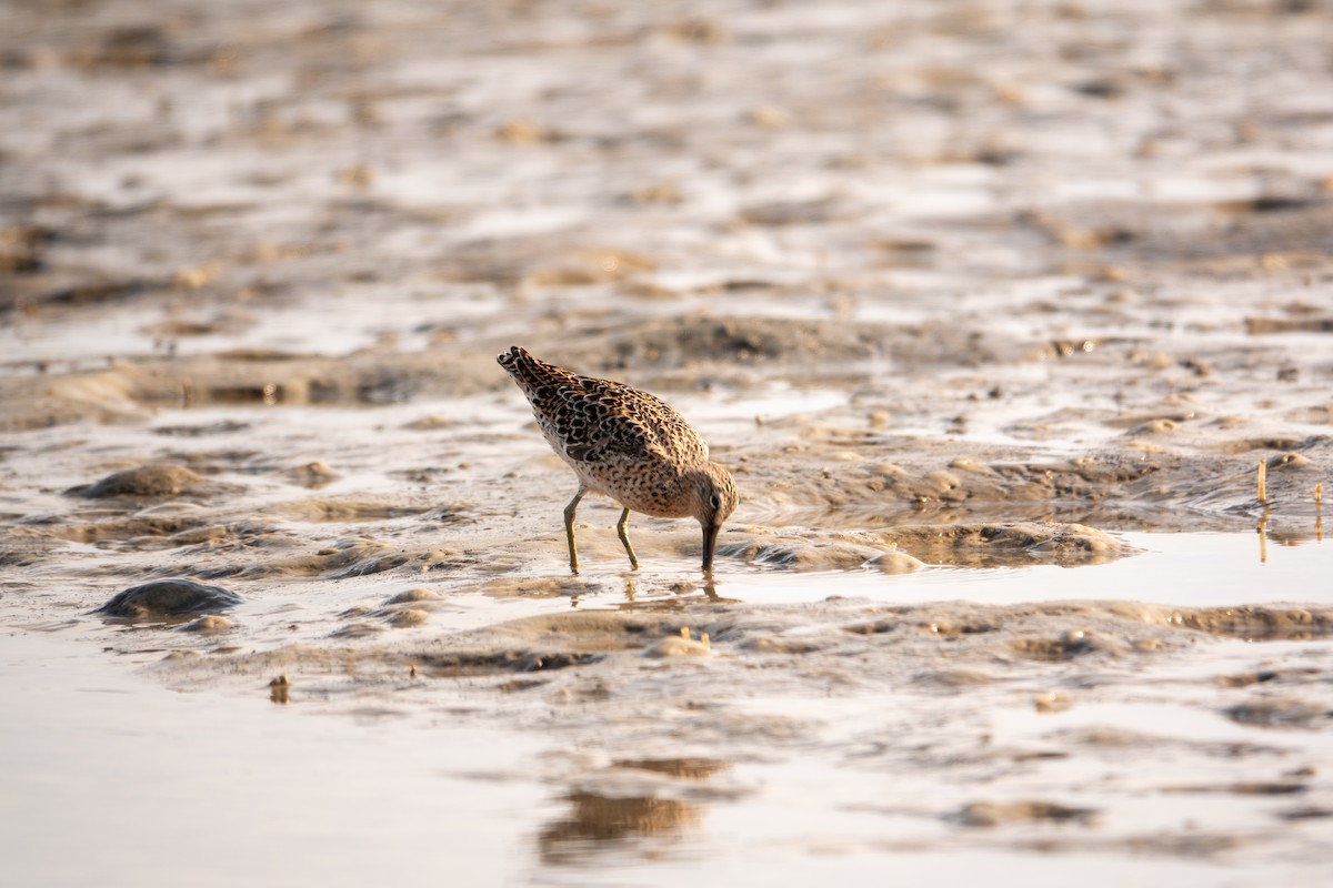 Short-billed Dowitcher - Greg Halbach