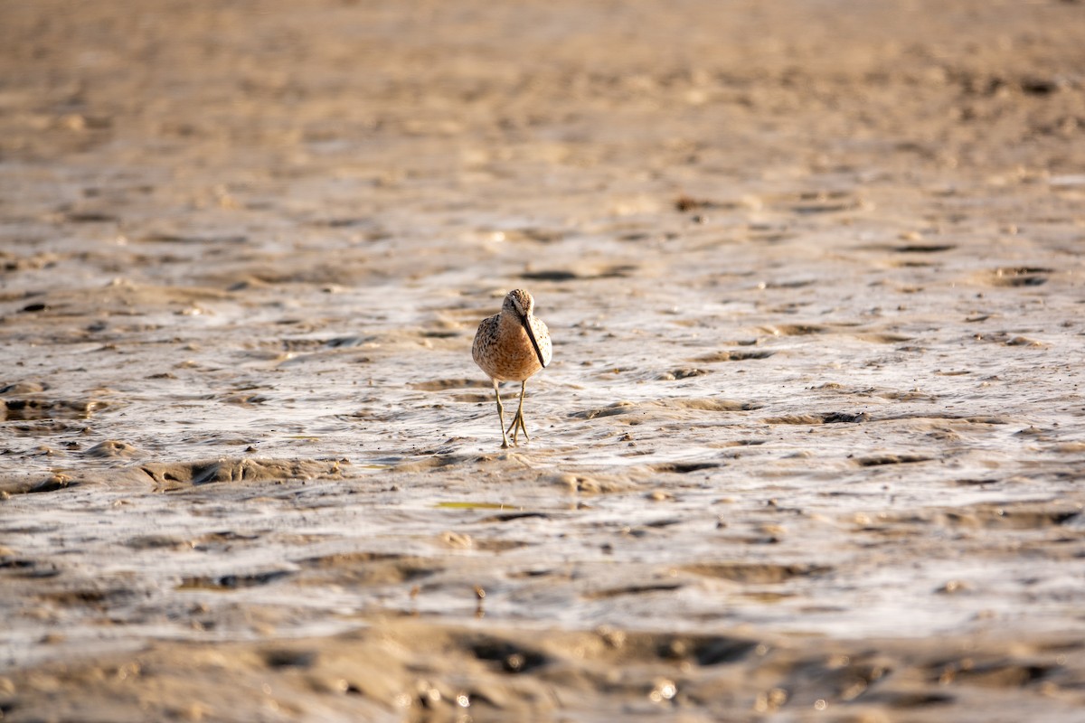 Short-billed Dowitcher - ML617541235