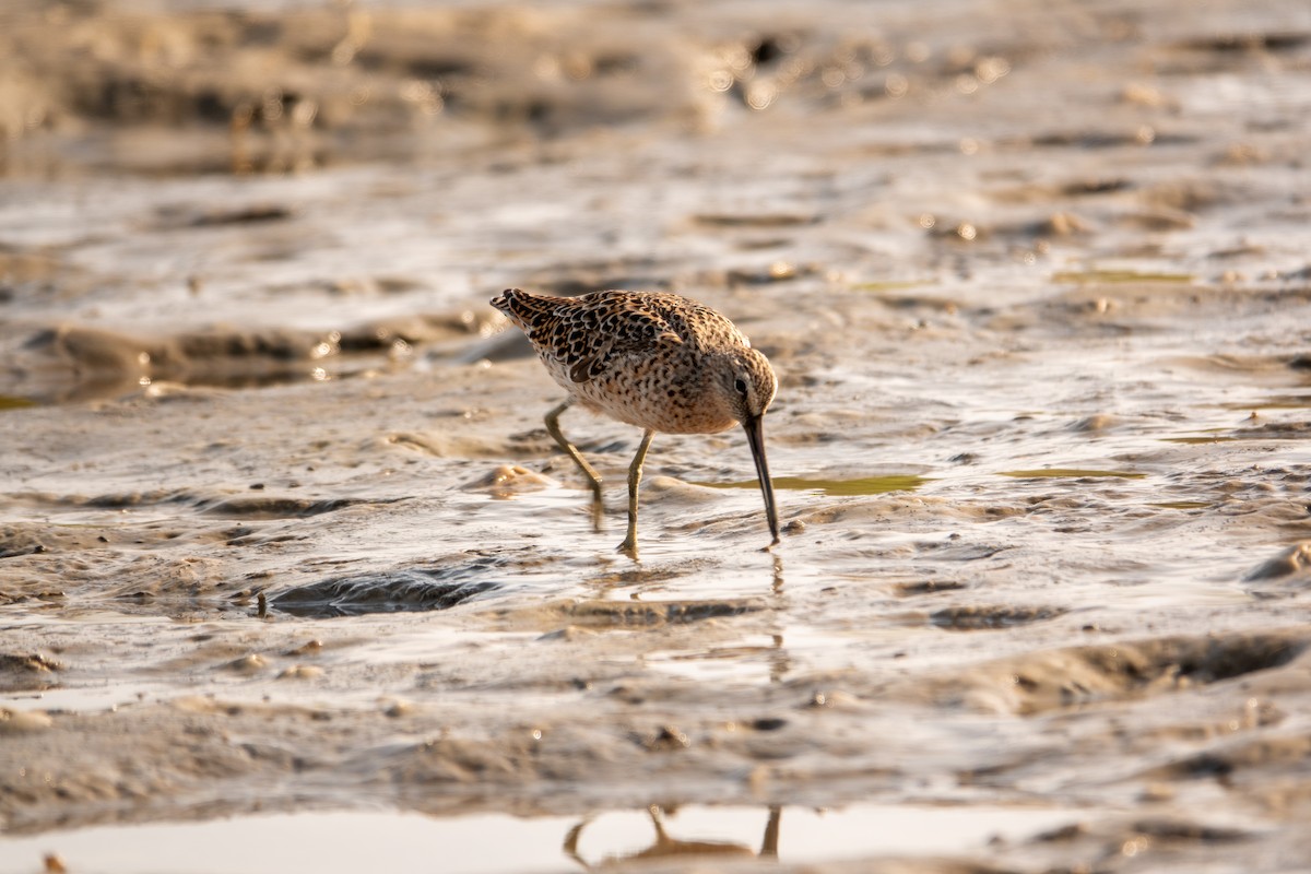 Short-billed Dowitcher - ML617541237