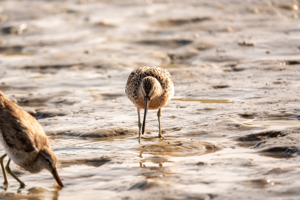 Short-billed Dowitcher - ML617541238