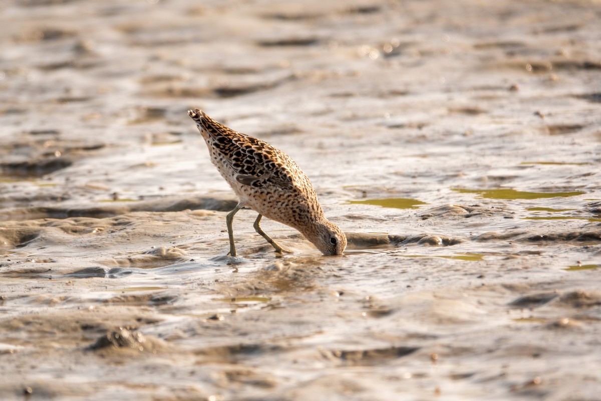 Short-billed Dowitcher - ML617541239