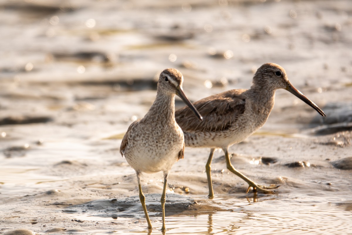 Short-billed Dowitcher - ML617541240