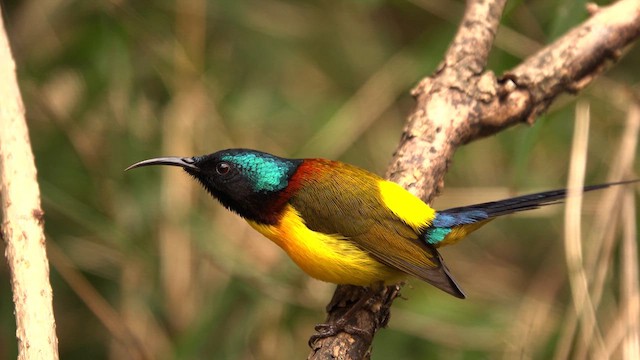 Green-tailed Sunbird - ML617541249