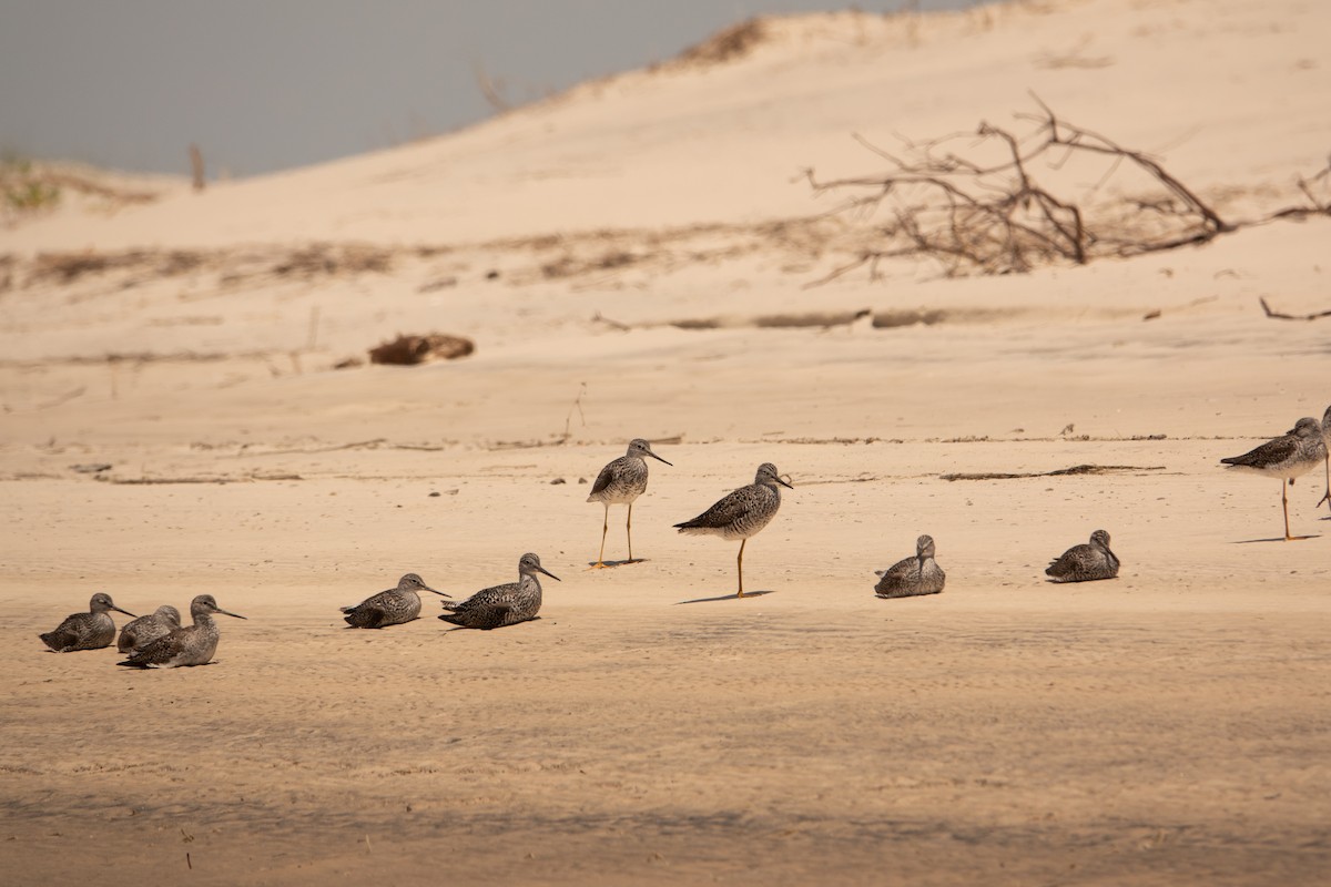 Lesser Yellowlegs - ML617541254