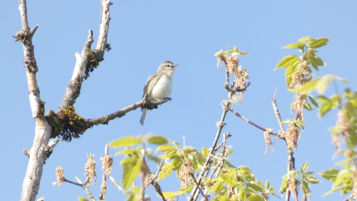 Warbling Vireo - ML617541283