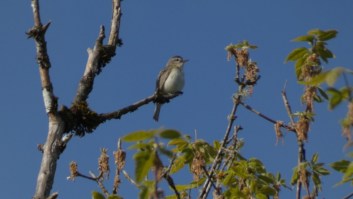 Warbling Vireo - ML617541284