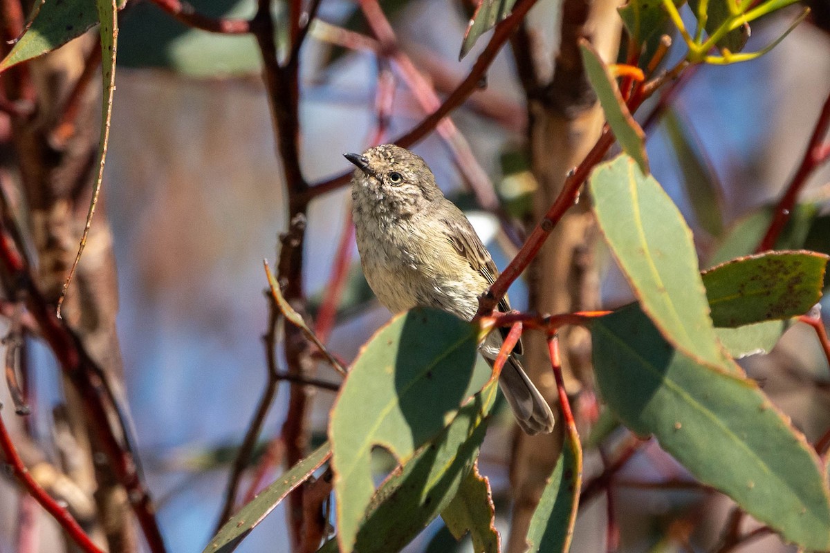 Slender-billed Thornbill - ML617541382