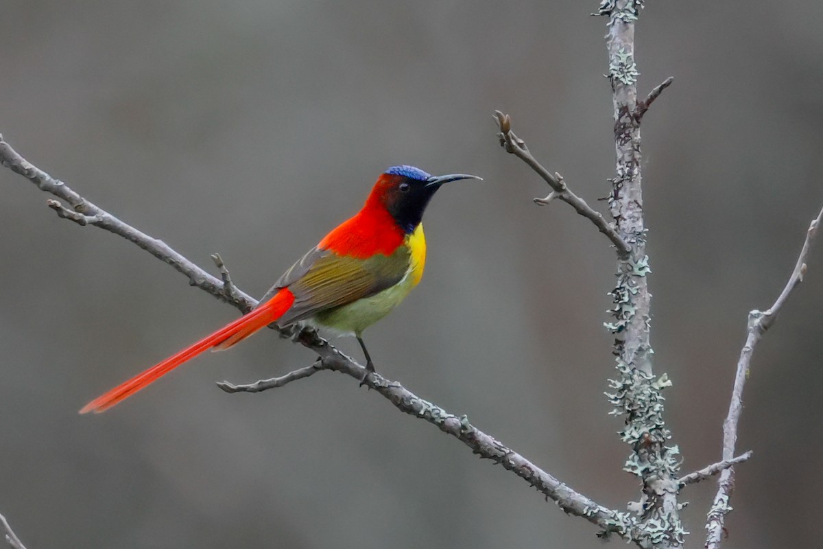 Fire-tailed Sunbird - Vikram S