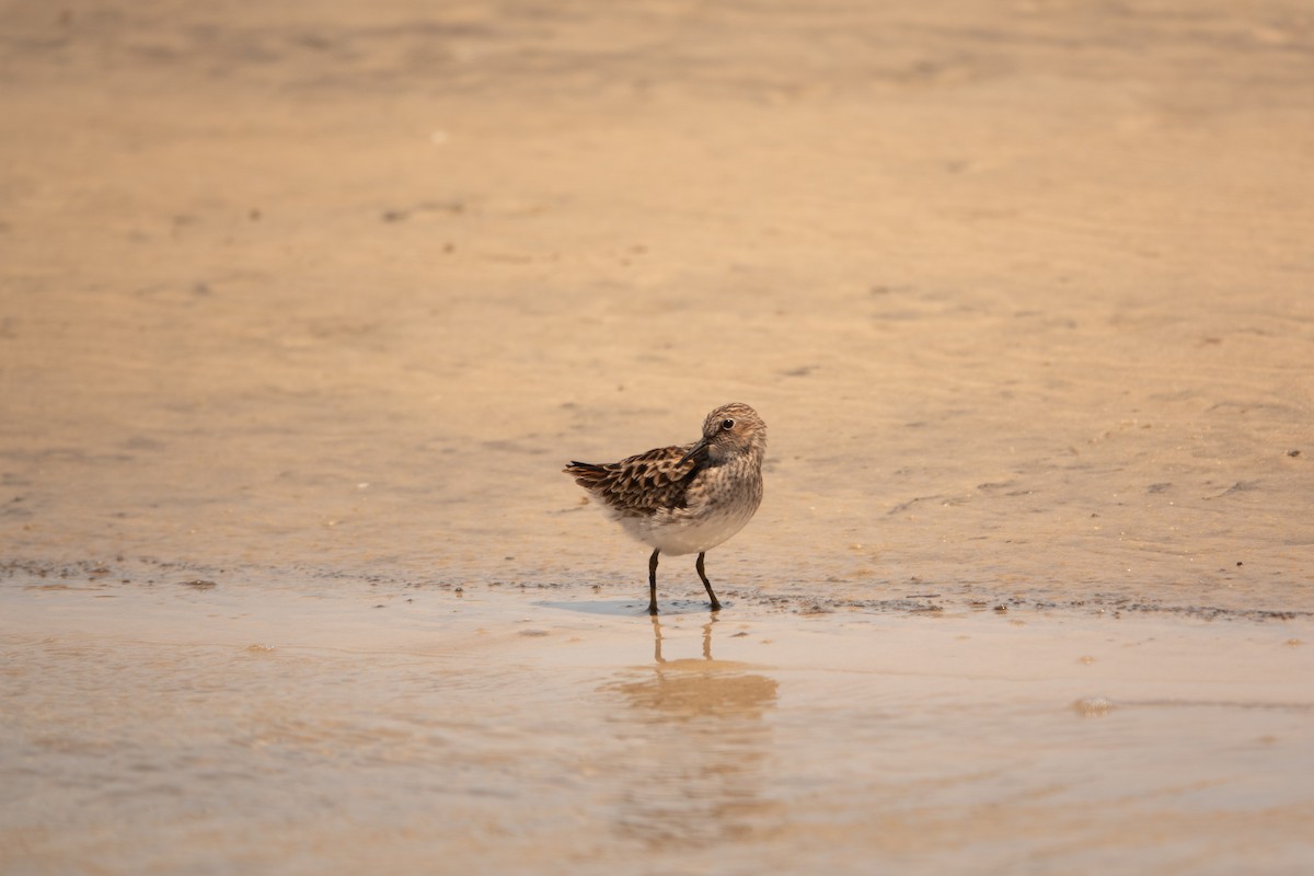 Least Sandpiper - ML617541443