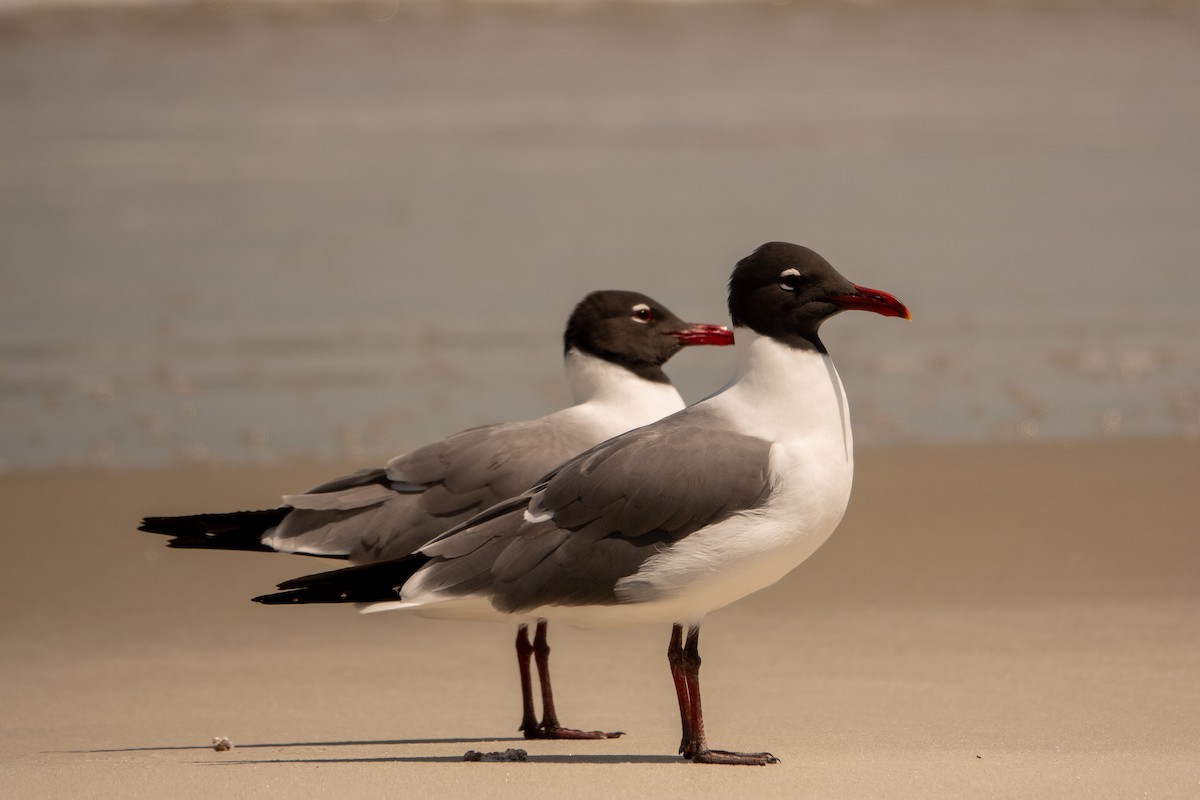 Mouette atricille - ML617541461