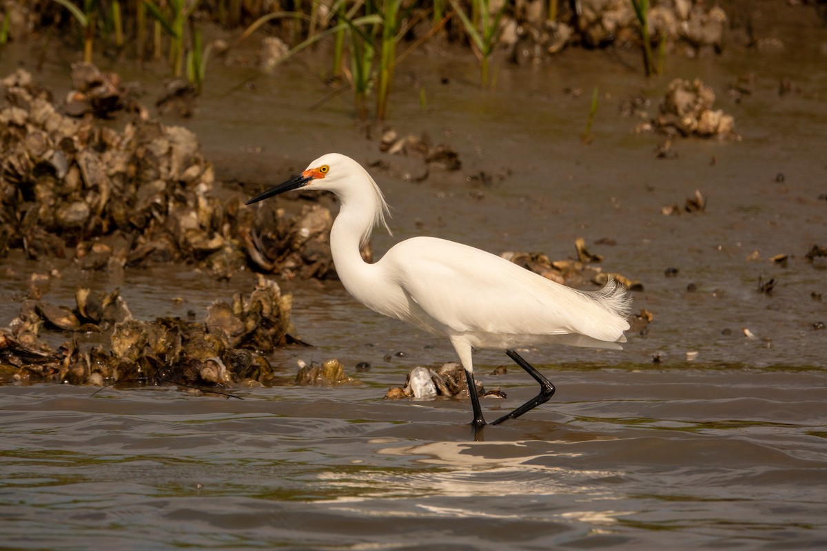 Snowy Egret - ML617541489