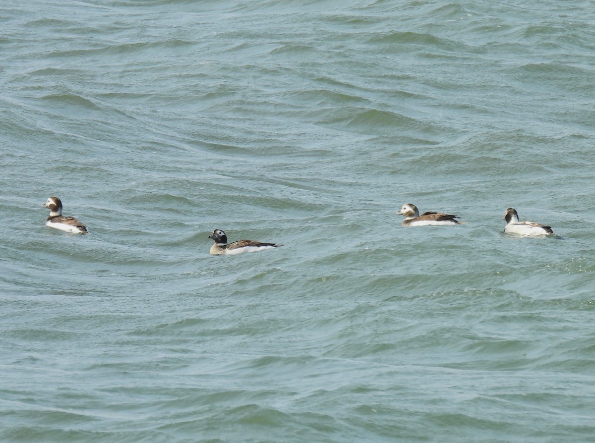 Long-tailed Duck - Jennifer Wilson-Pines