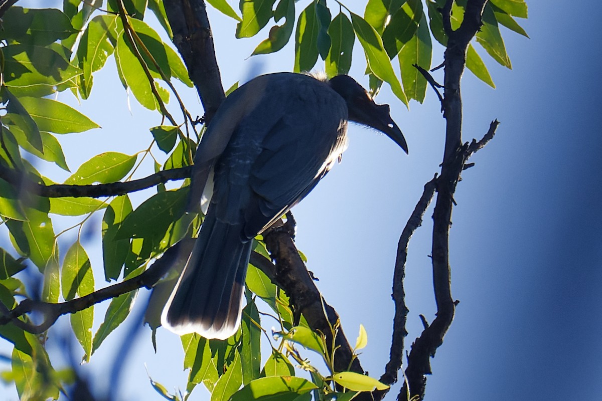 Noisy Friarbird - Nathan Hentze