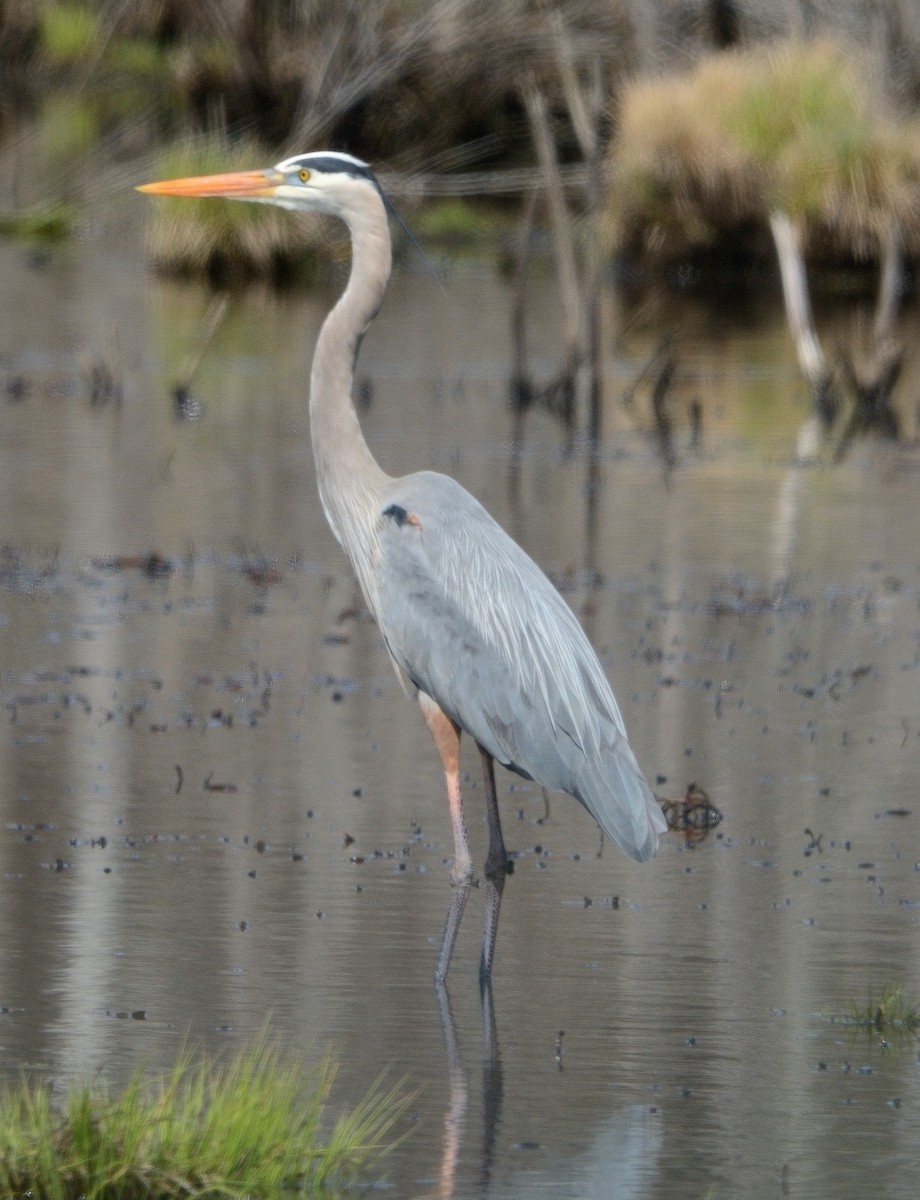 Great Blue Heron - ML617541537