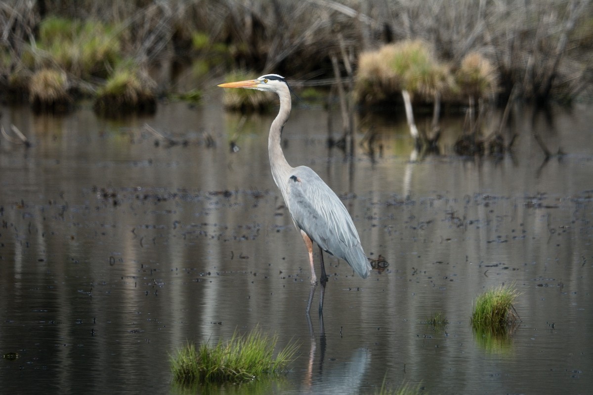 Great Blue Heron - John Gordinier