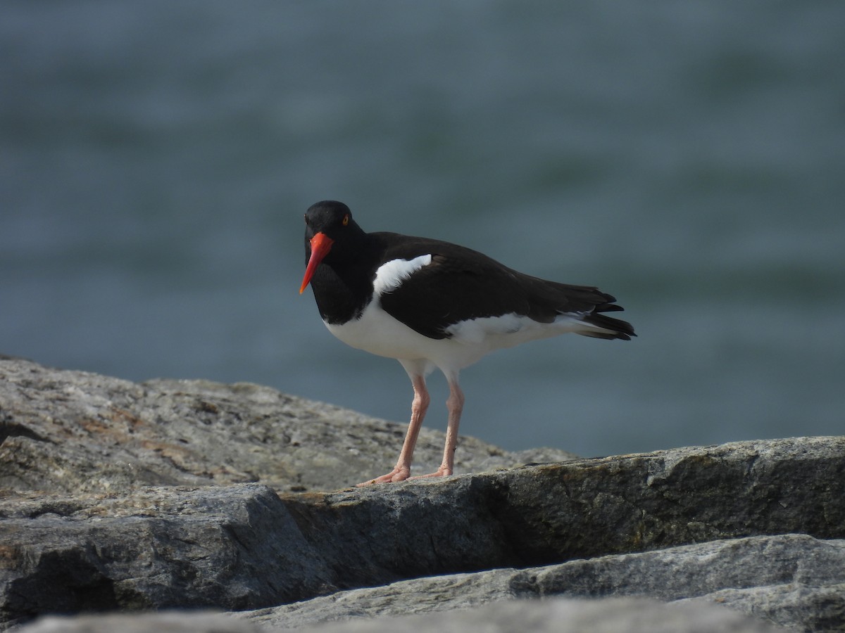 American Oystercatcher - ML617541559