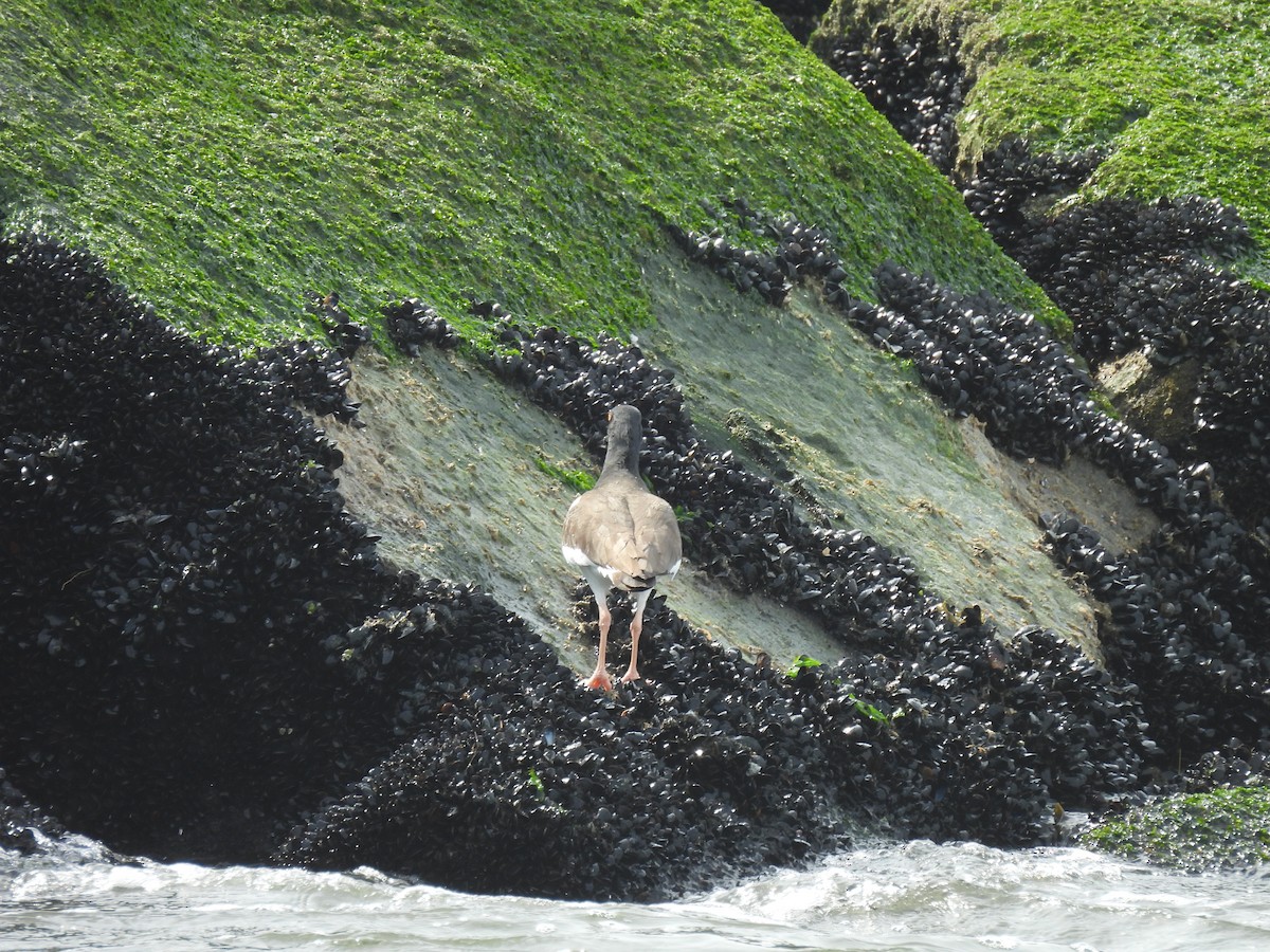 American Oystercatcher - ML617541561