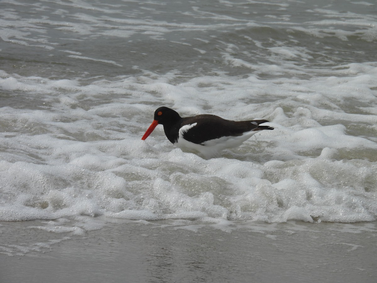 American Oystercatcher - ML617541566