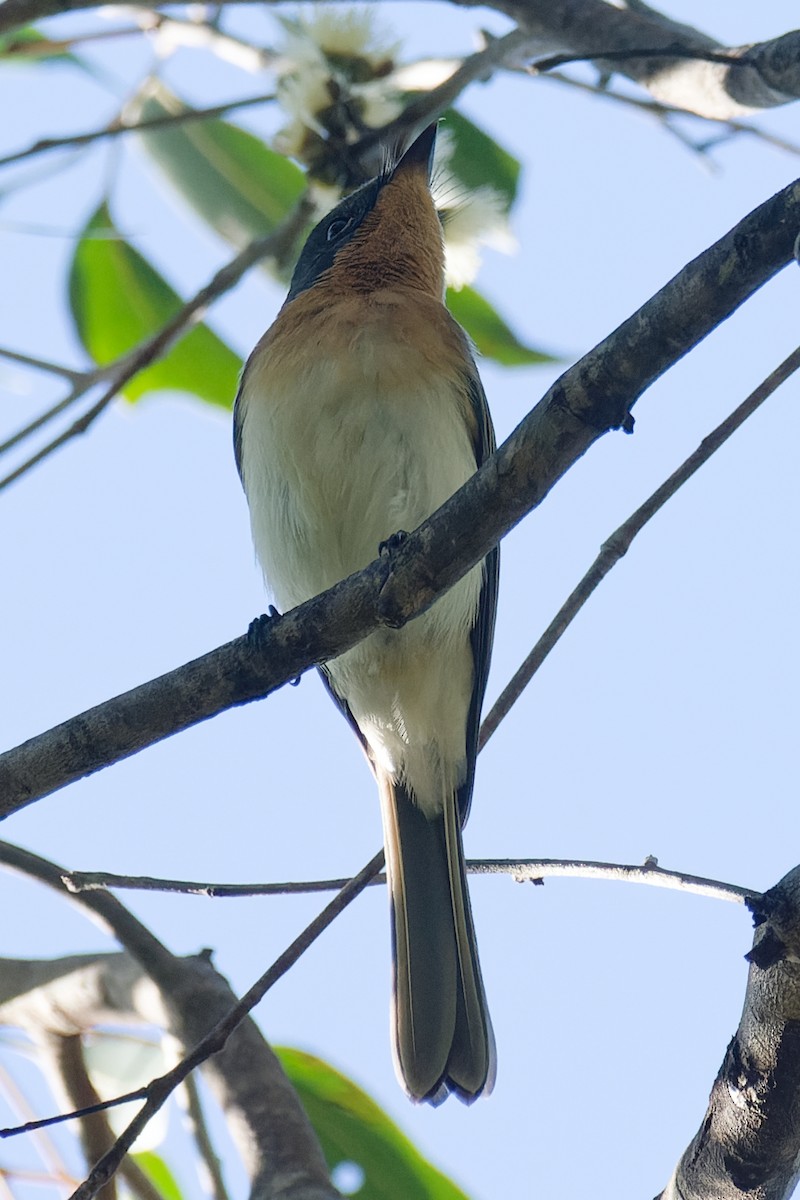 Leaden Flycatcher - ML617541580