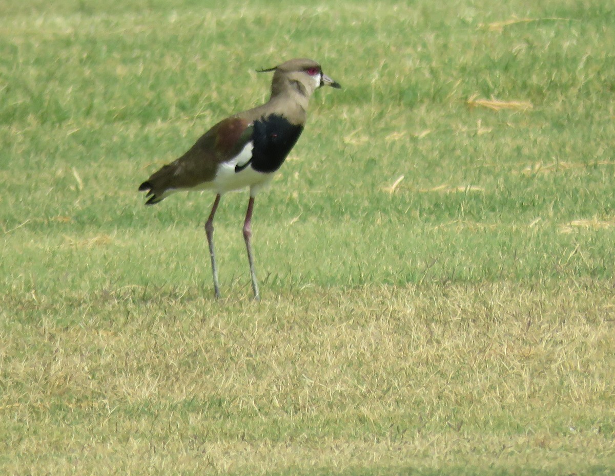 Southern Lapwing - ML617541616