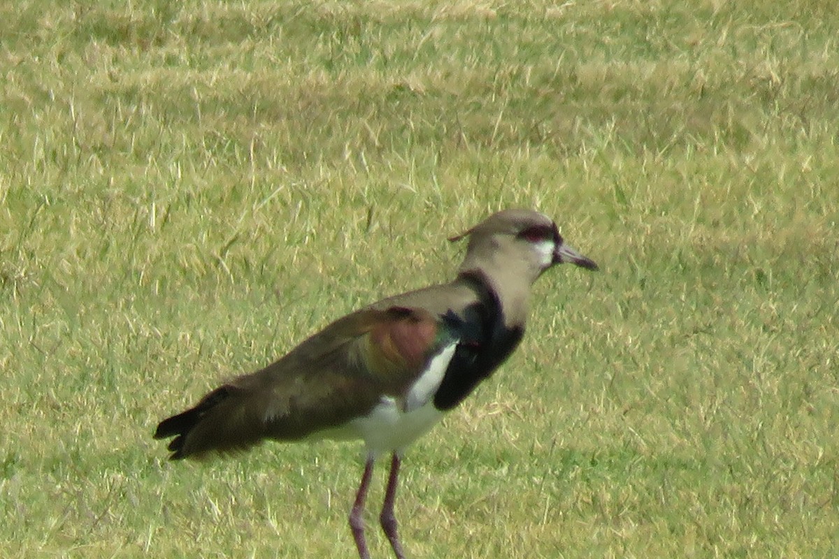 Southern Lapwing - ML617541629