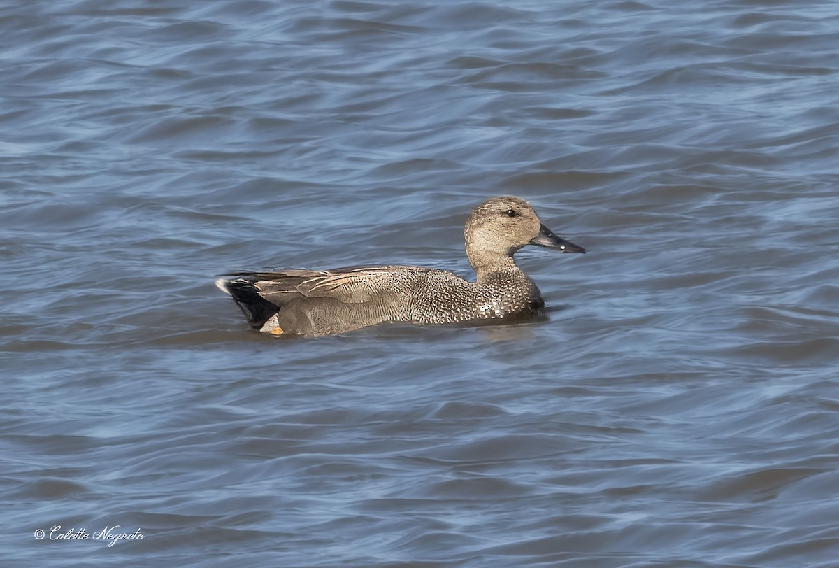 Gadwall - Colette Vranicar