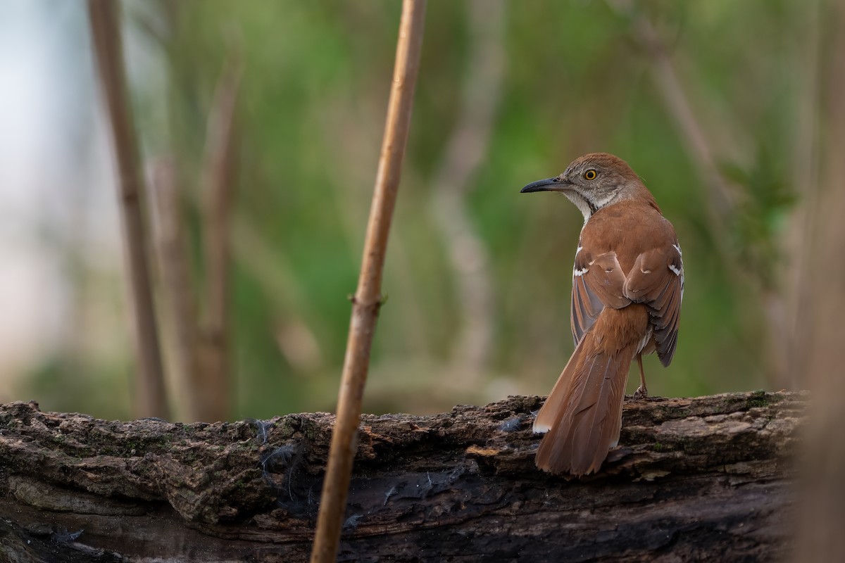 Brown Thrasher - ML617541655