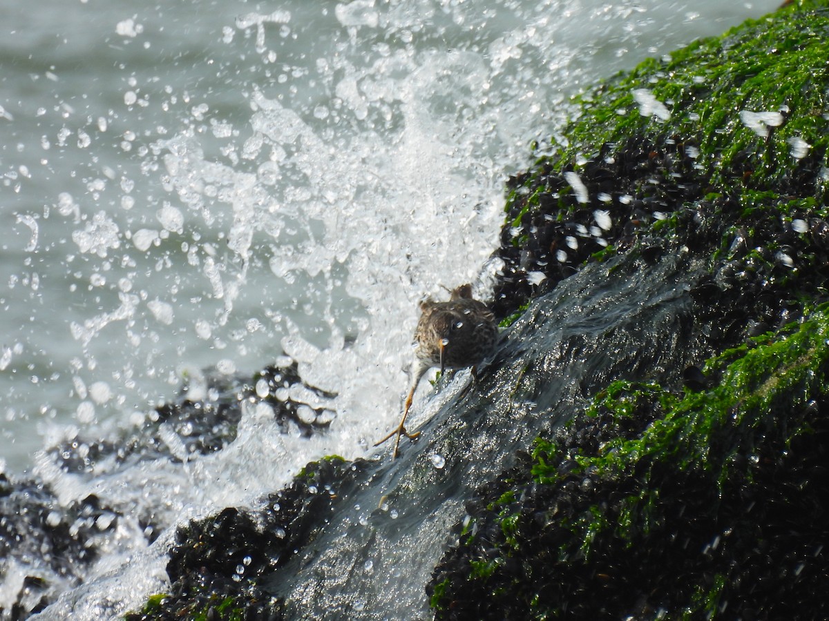 Purple Sandpiper - ML617541683